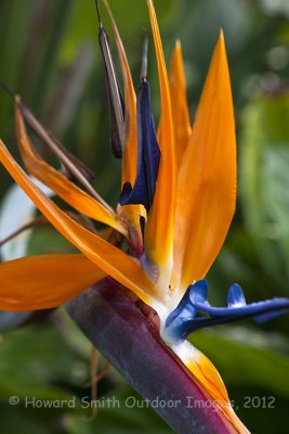 Bird of Paradise