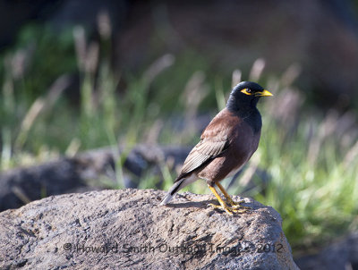 Common Myna