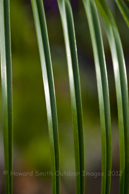 Fronds in gentle light
