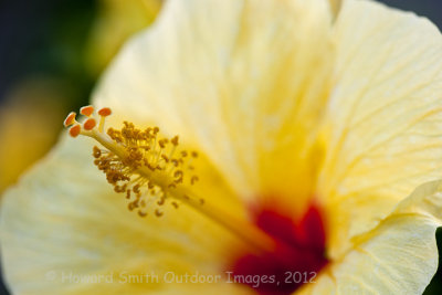 Hibiscus #1
