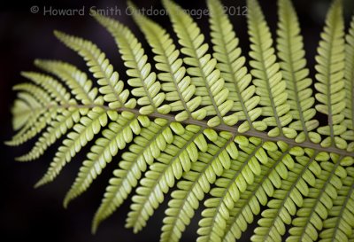 Fern #1