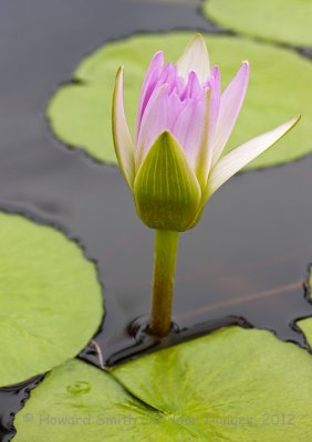 Queens Market Lily #1