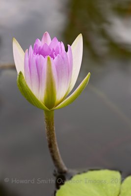 Queens Market Lily #2