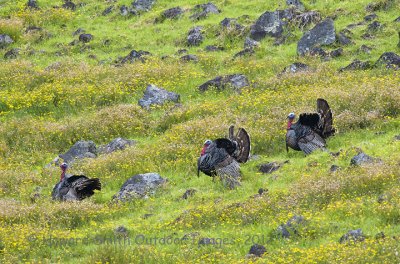 Hawaiian wildlife