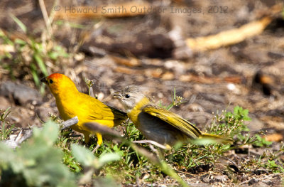 Saffron Finch