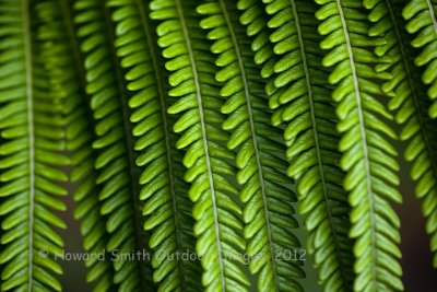 Fern #2