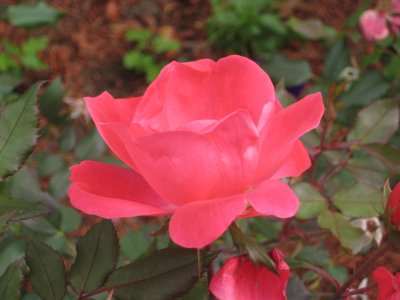 Pink Lemonade Rose
