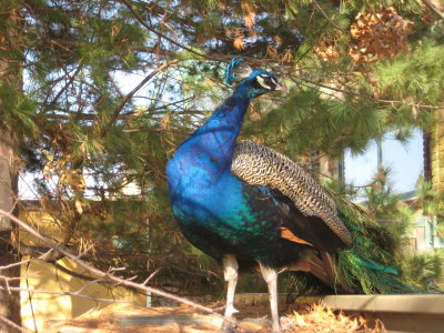 Cockey Peacock