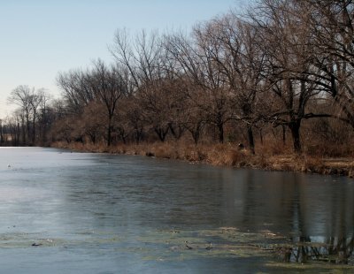 Thin Ice on Roebling Park Lake