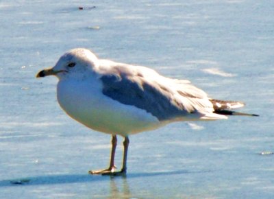 Seagull on Ice