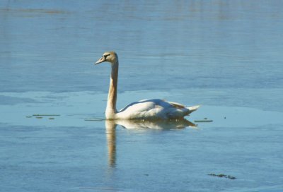 Swan in Thin Ice