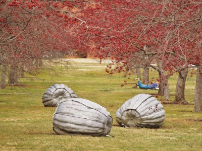 Grey Pumpkins Amongst Crab Apples