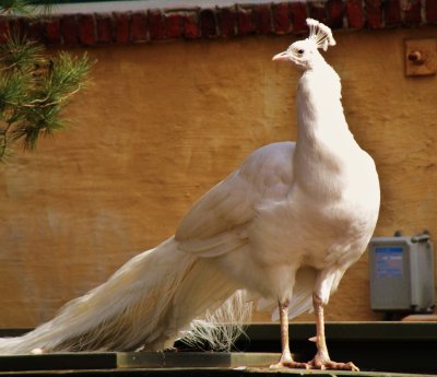 White Peacock