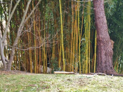 Bamboo at Winters End
