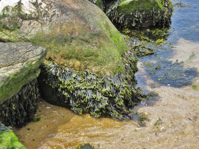 Healthy Kelp On The Rocks.