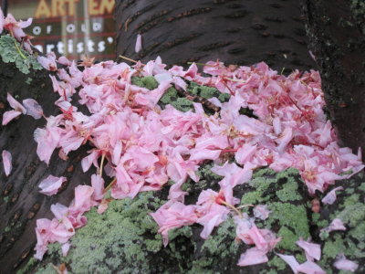 Pink Petals and Moss