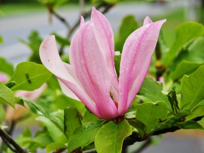 Magnolias are Quite Common