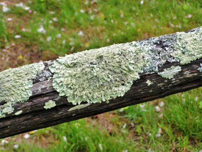 Interesting Moss