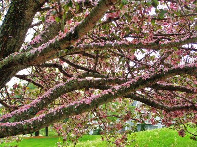 Cherry Tree At Foot Of Fort