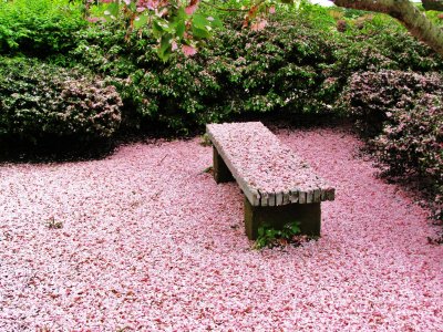 Cherry Blossom Petals Looks Like Pink Snow