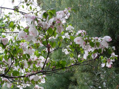 Pink Cherry Blossom Petals on Dogwood