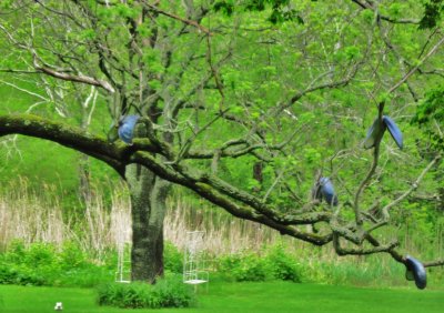 Mussels on a Tree