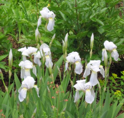 More Irises in the Garden