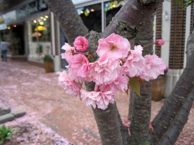 Cherry Blossoms With Stores
