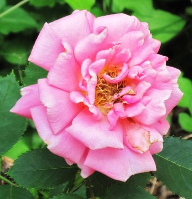 Pink Rose in My Yard