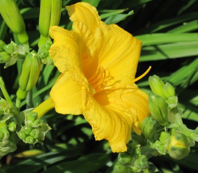 Yellow  Day Lily