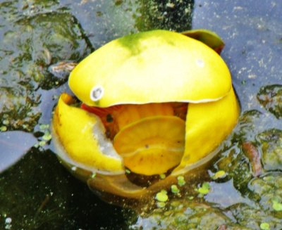 Water Lilly