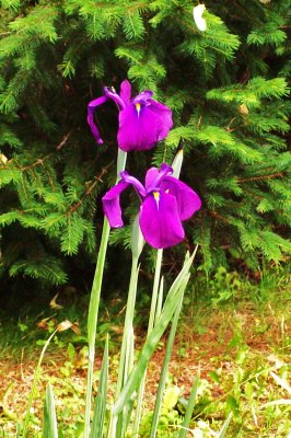 Purple Irises