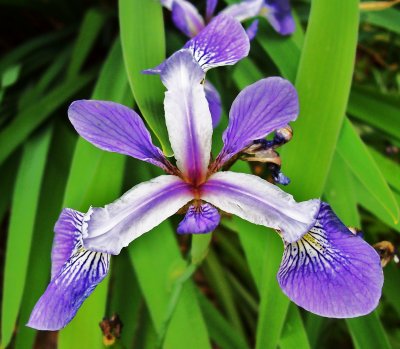 Macro of a Blue and White Iris