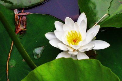 White Water Lilly