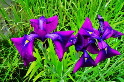 Group of Purple Irises