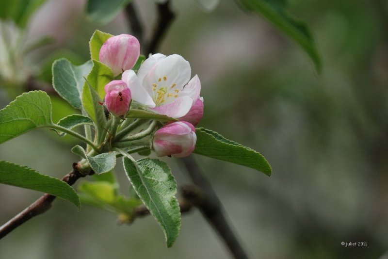 Fleurs de pommier (Apple flowers)