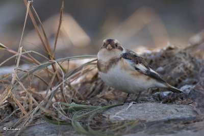 Plectrophane des neiges (Snow bunting)