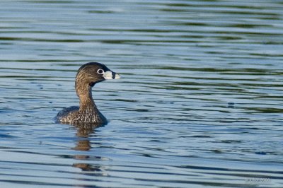 Grbe  bec bigarr (Pie-billed grebe)
