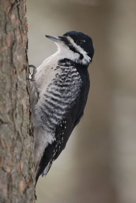 Pic à dos noir (Black-backed woodpecker)