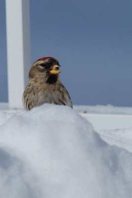 Sizerin flammé (Common redpoll)