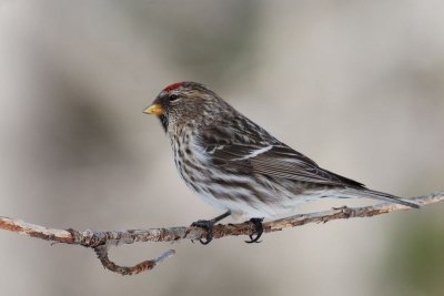 Sizerin flammé (Common redpoll)
