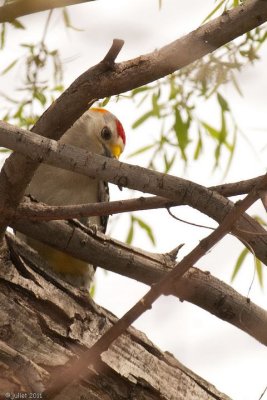 Pic  front dor male (Golden-fronted Woodpecker)