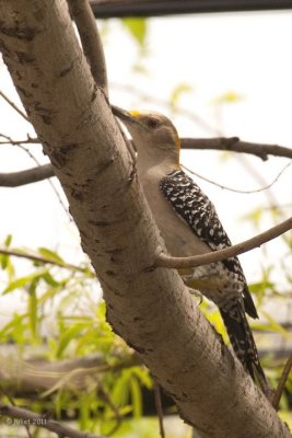 Pic  front dor femelle (Golden-fronted Woodpecker)