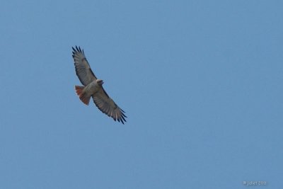 Buse à queue rousse (Red-tailed hawk)