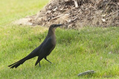 Quiscale  longue queue, femelle (Great-tailed grackle)