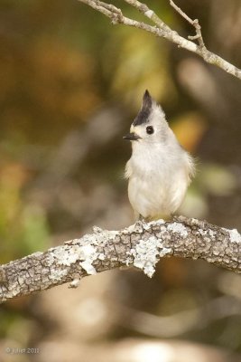 Msange  plumet noir (Black-crested titmouse)