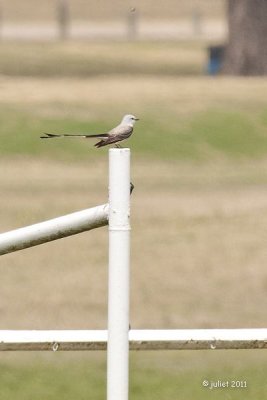 Tyran  longue queue (Scissor-tailed Flycatcher)