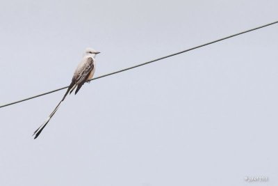 Tyran  longue queue (Scissor-tailed Flycatcher)