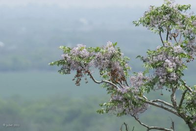 Chinaberry (Melia azedarach)