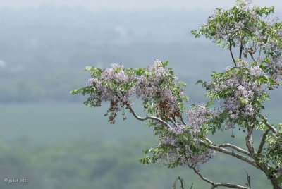 Chinaberry (Melia azedarach)